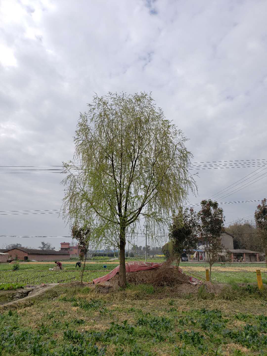 柳树批发基地 批发柳树 柳树种植基地 柳树基地 