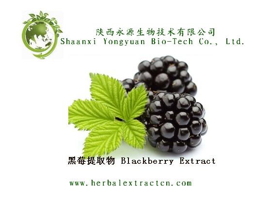 黑莓提取物，黑树莓提取物，黑莓果粉 10:1, 花青素25% TLC/UV