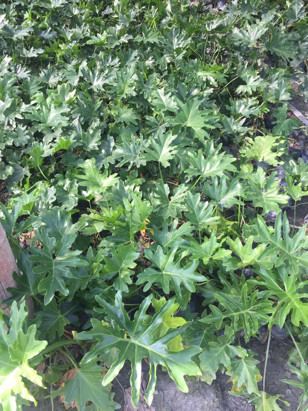 大量出售各种水生植物 水生批发基地 针芒基地 出售水生植物