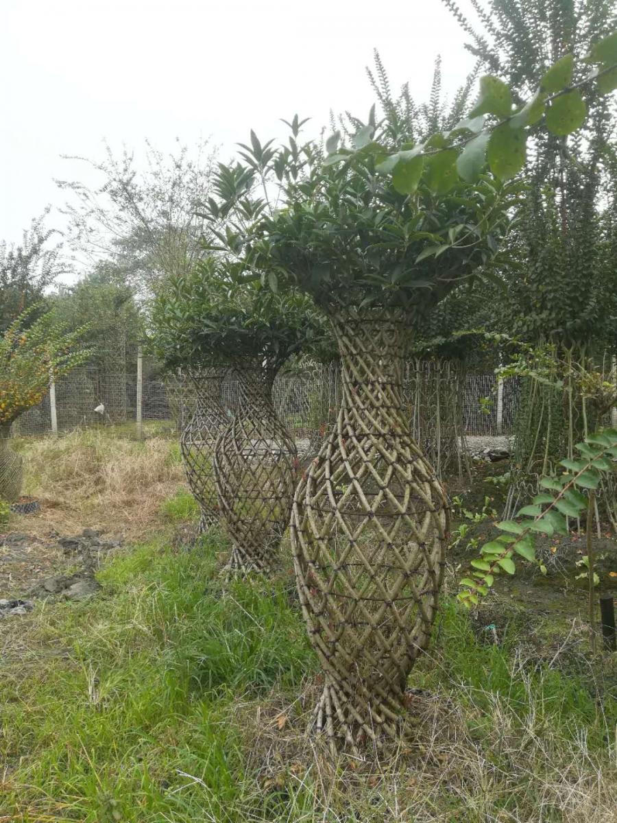 桂花花瓶基地 批发桂花花瓶 桂花花瓶价格 云南桂花花瓶基地