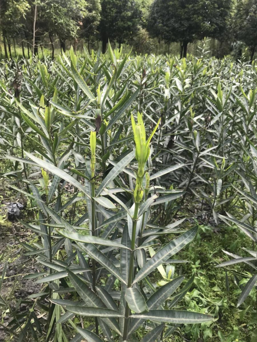 夹竹桃批发基地 出售夹竹桃 夹竹桃基地 夹竹桃种植基地 夹竹桃批发