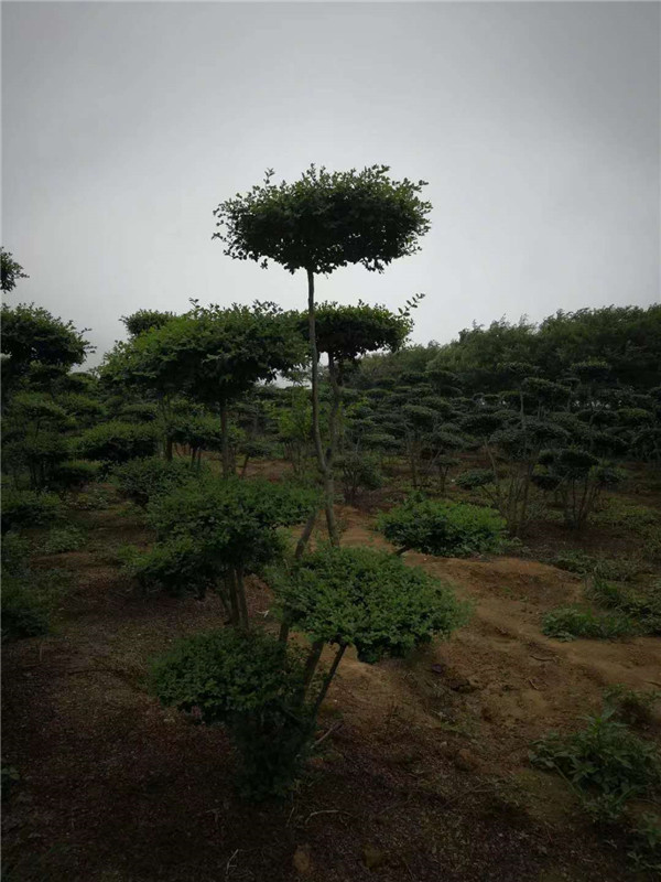 丛生朴树/造型造型黑松批发/海卉花木