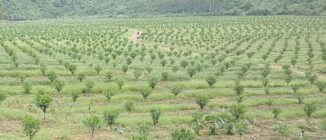 怒江大量无核沃柑杯苗批发_怒江哪里有无核沃柑杯苗买_怒江无核沃柑杯苗基地销售