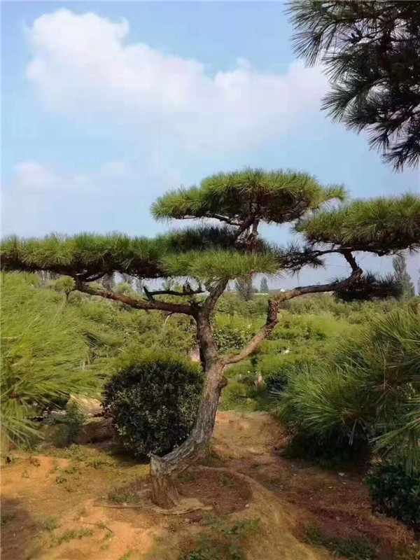 造型油松/艺场造型黑松批发/海卉花木