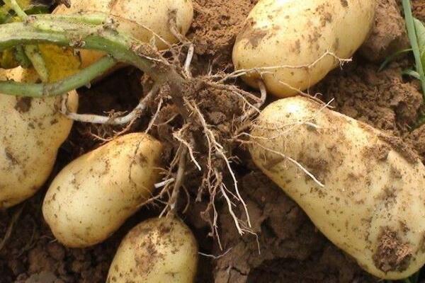 马铃薯土豆种植施用内蒙古希星有机肥