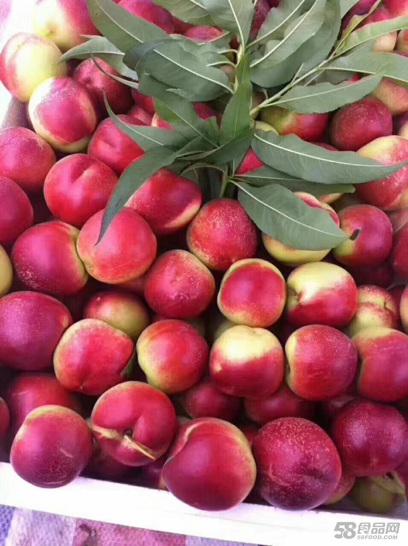 产地直销珍珠枣晚熟油桃，脆甜可口，耐运输，阳历8月份成熟