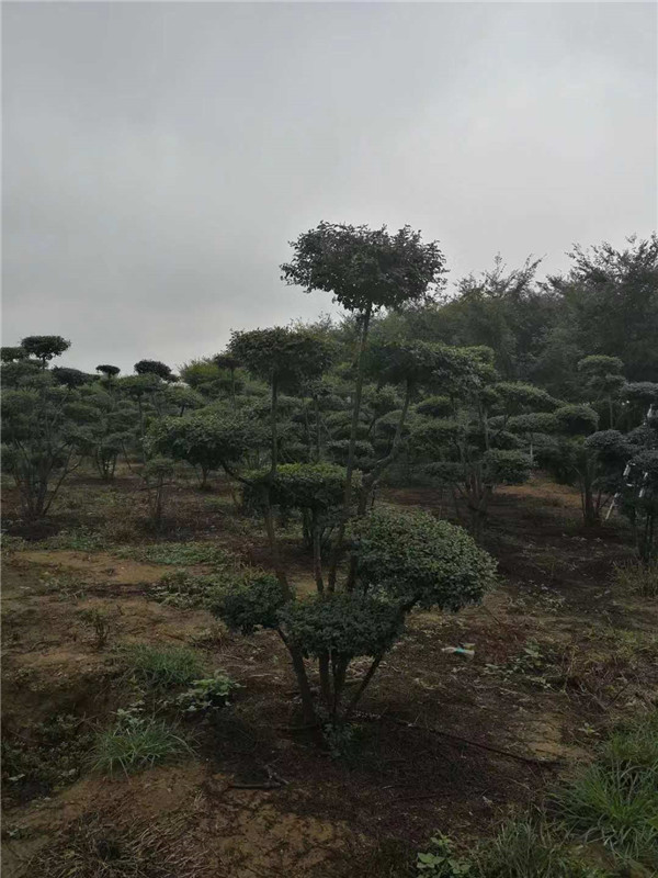 树苗贩卖/学校造型黑松批发/海卉花木