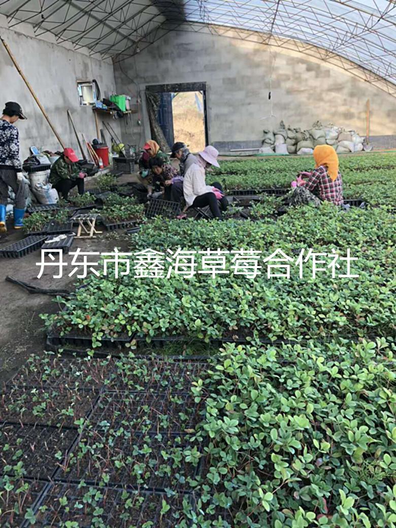 寿光草莓苗，寿光草莓苗基地，脱毒，无病害