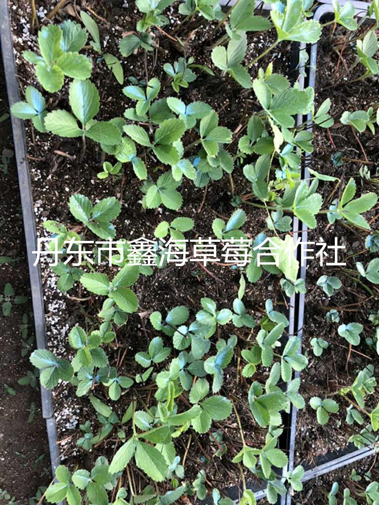 浙江草莓苗，浙江脱毒艳丽草莓苗，无病害