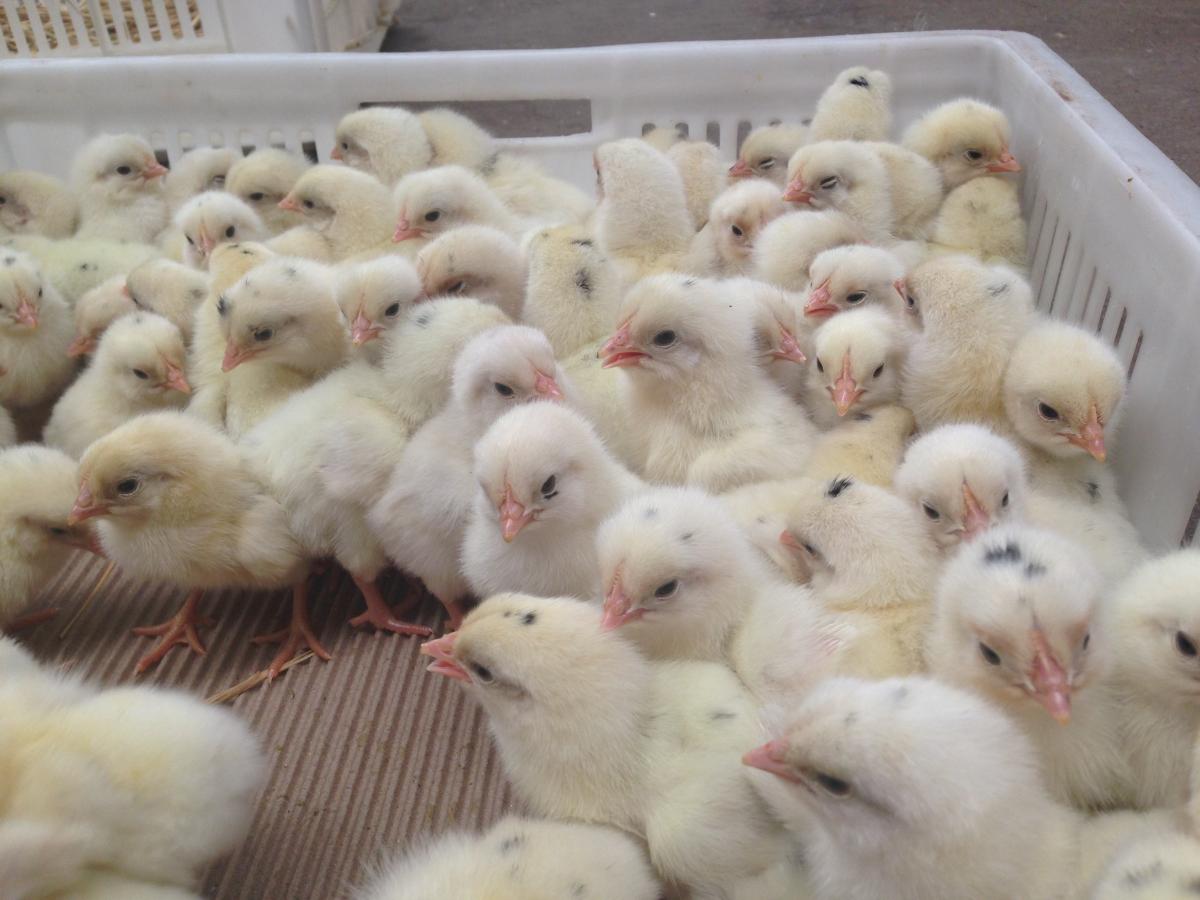 海兰灰蛋鸡生产厂家