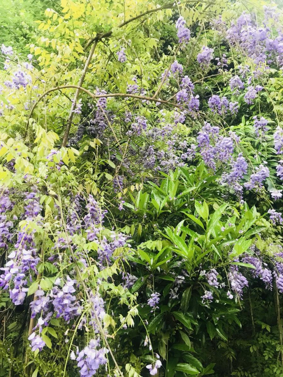 紫藤批发基地-出售紫藤-紫藤价格-批发紫藤