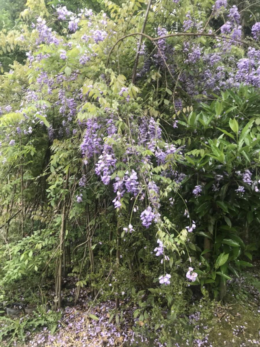 批发紫藤-紫藤基地=紫藤批发基地-紫藤价格-紫藤出售