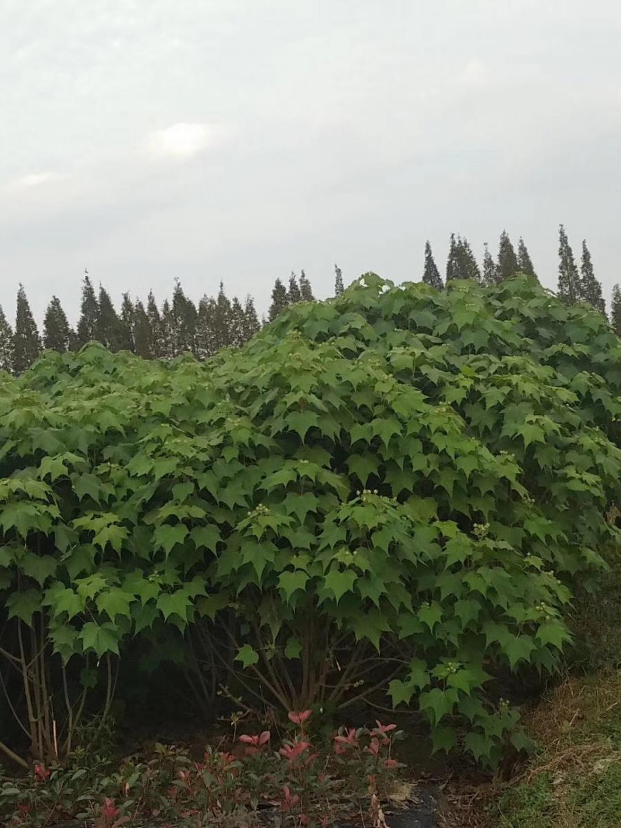 芙蓉花基地-批发芙蓉花价格-芙蓉花批发基地-出售芙蓉花