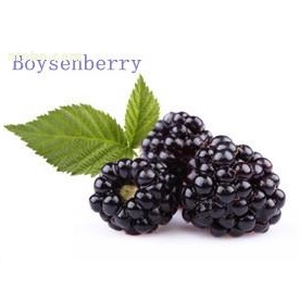 博森莓浓缩汁进口供应商大量供应