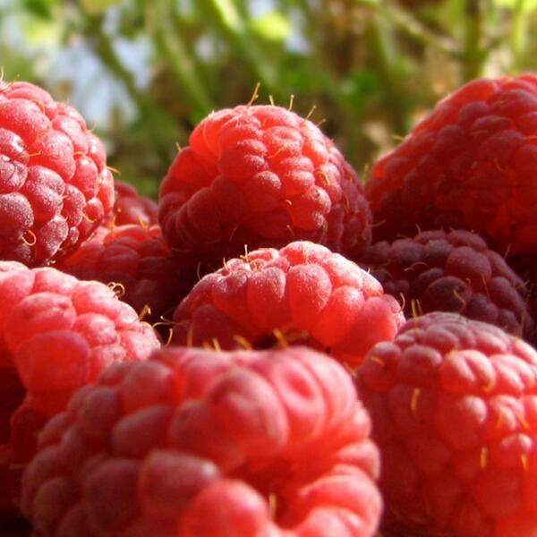 红树莓浓缩汁美国进口供应商现货供应