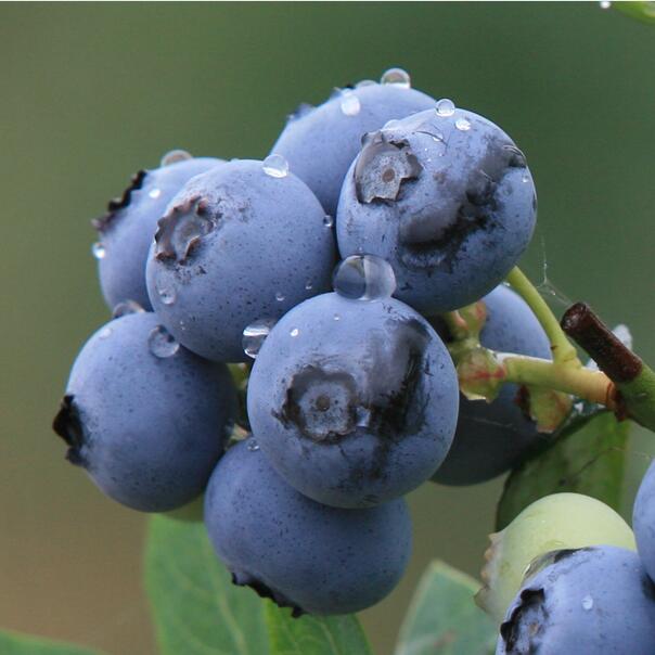 美国进口野生蓝莓浓缩果汁现货大量供应