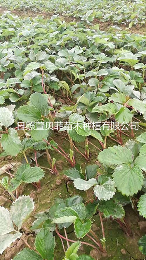 上海草莓苗，上海草莓育苗基地，扦插红颜草莓苗