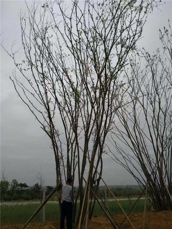 树苗供应商/景点树苗贩卖/海卉花木