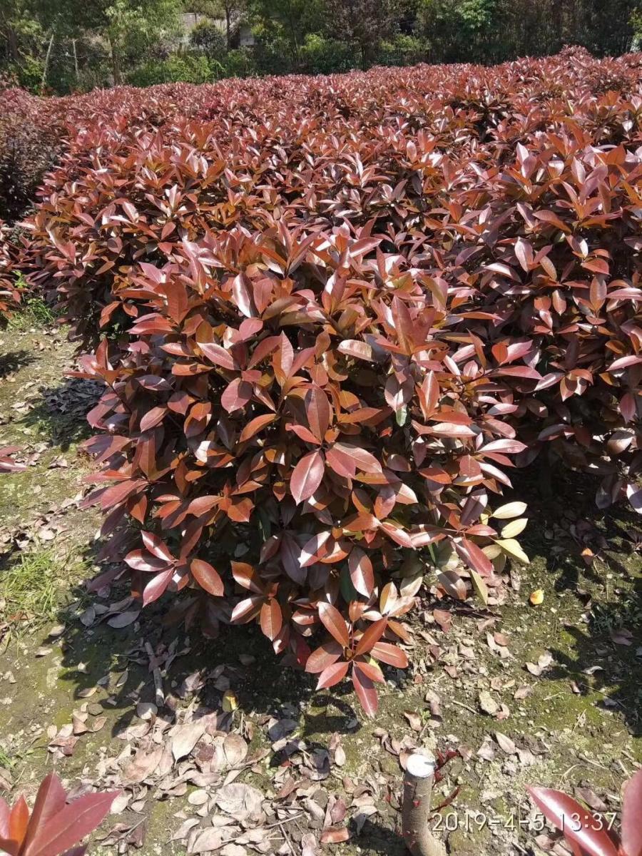 红叶石楠小苗批发基地-红叶石楠基地-红叶石楠种植基地