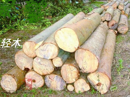 轻木木材