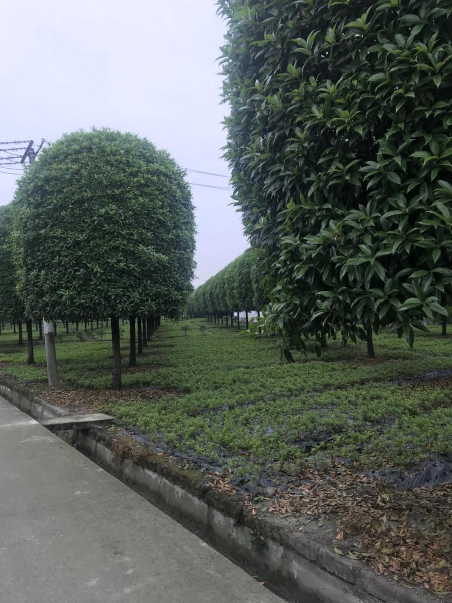 桂花批发基地-出售桂花价格-种植桂花基地-桂花基地