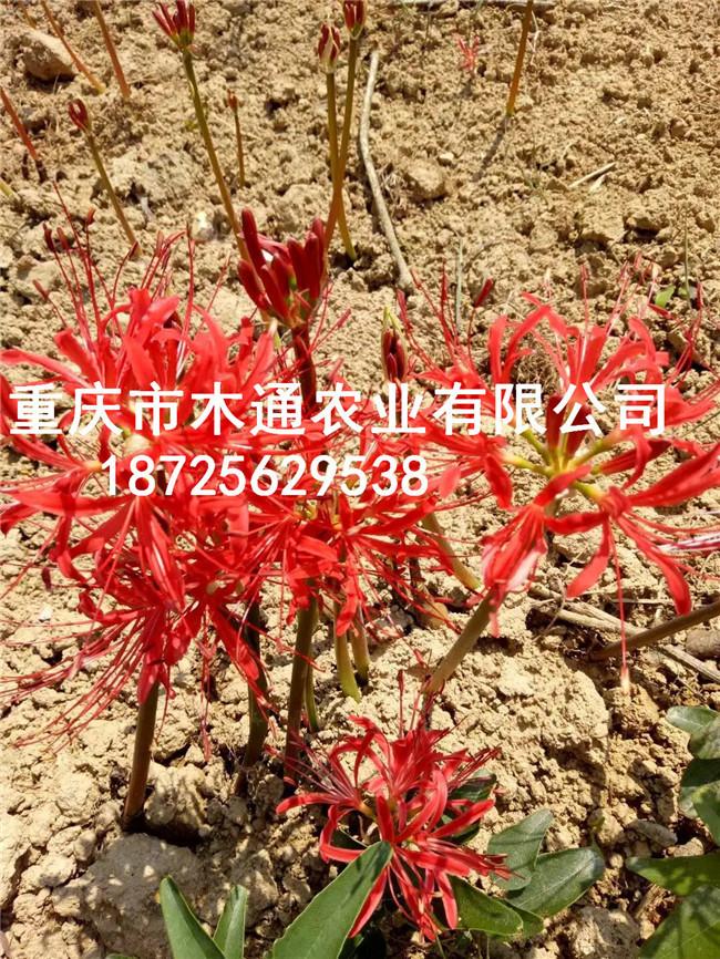 新鲜曼珠沙华种球_彼岸花种子价格行情(推荐阅读)-供应彼岸花球根_石蒜球根批发