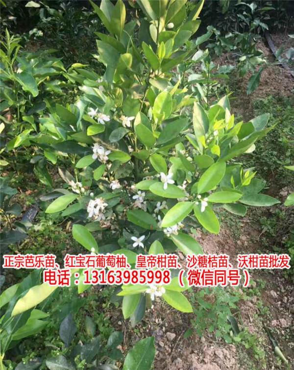 新品种黄金葡萄柚苗基地(查看)_哪里买正宗台湾甜葡萄柚苗价钱(欢迎进入