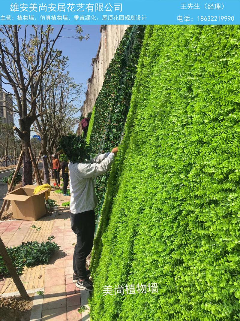 立体植物墙-植物墙-雄安美尚植物墙