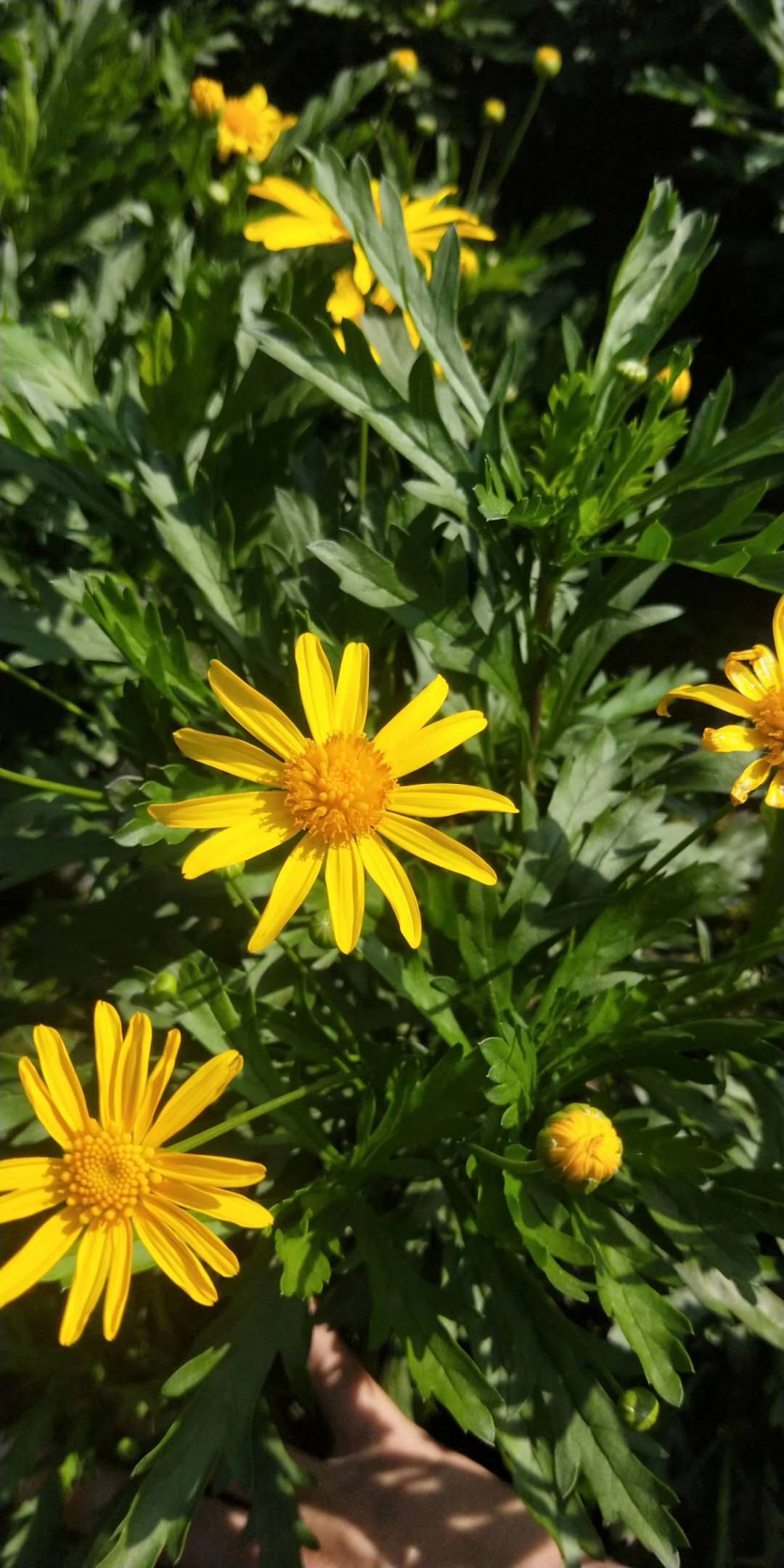 木春菊基地-批发木春菊-木春菊批发基地-木春菊价格