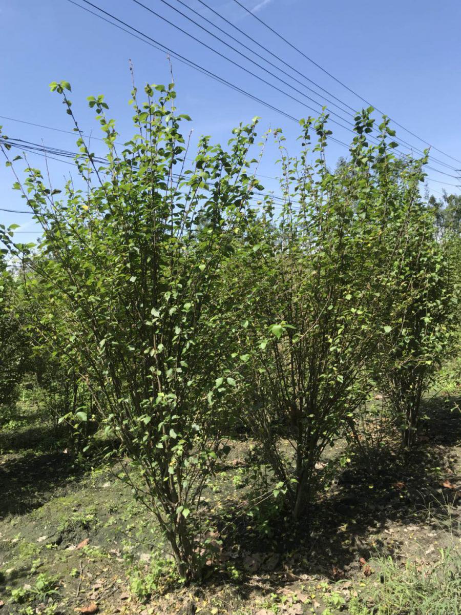 木槿批发价格-木槿基地-木槿价格-木槿批发基地