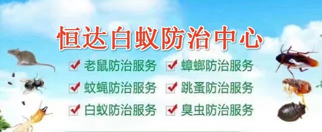 恒达白蚁害虫防治/专业资质认证企业 确保效果不留患