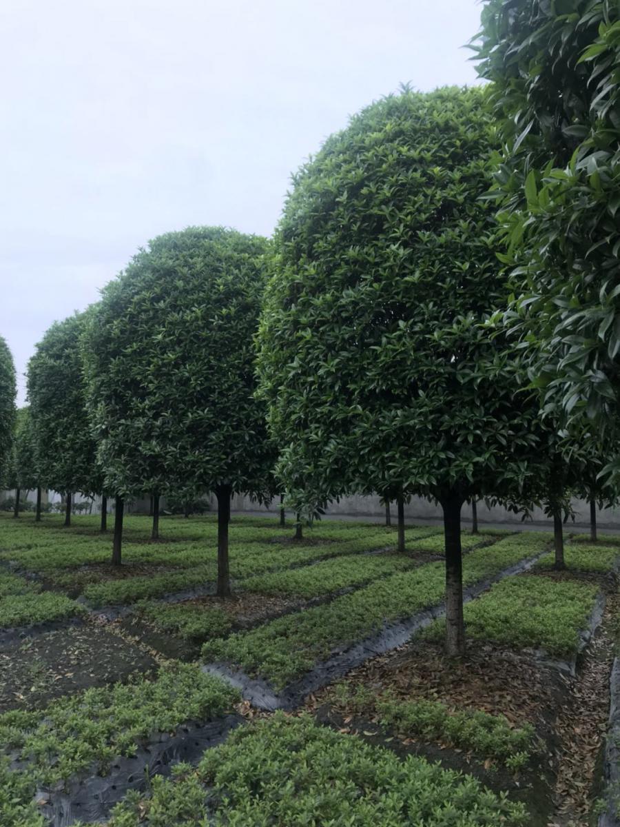 陕西桂花批发基地-西安桂花基地-地笼子桂花价格