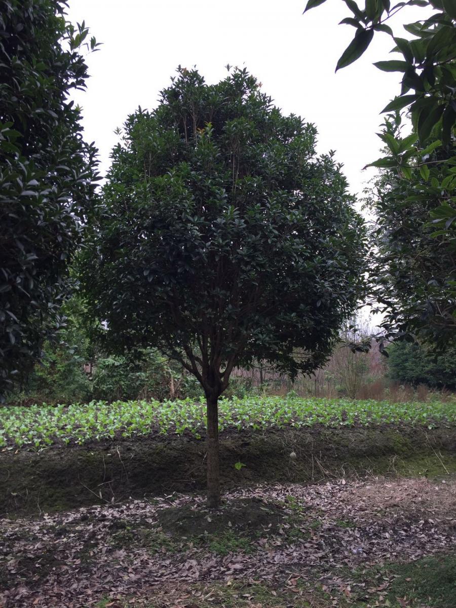 桂花基地-高杆桂花基地-贵州桂花价格-桂花小苗产地