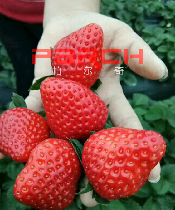 红颜草莓叶面肥施用技术 喷施叶面肥注意事项