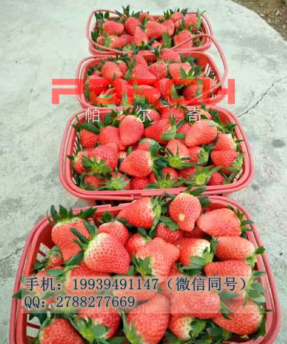 草莓叶面肥种类大全帕尔奇氨基酸叶面肥
