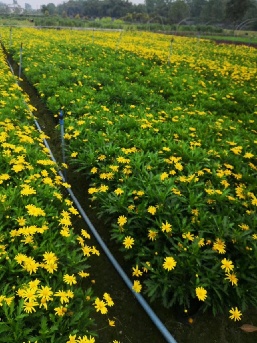 石柱土家族木春菊基地-木春菊工程苗-木春菊批发价格