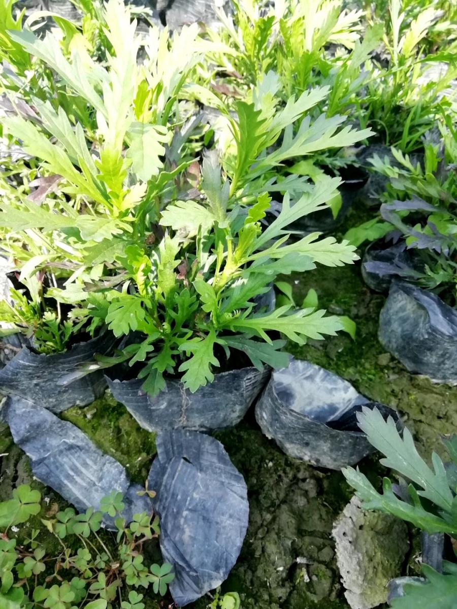 水城木春菊基地-批发盘县木春菊价格-批发遵义木春菊基地