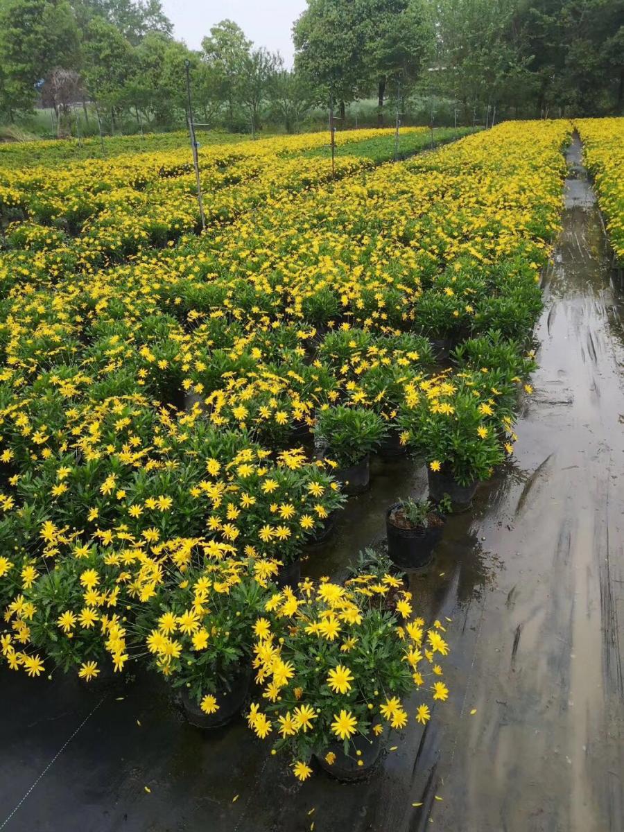 黔南都匀木春菊基地-批发福泉木春菊基地-荔波木春菊价格