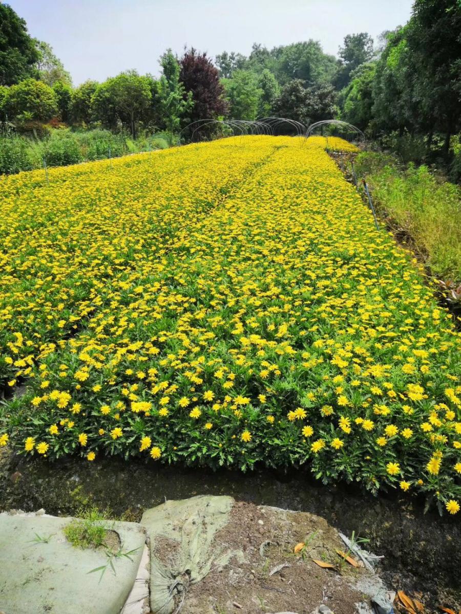 三穗木春菊价格-镇远木春菊基地-天柱木春菊价格