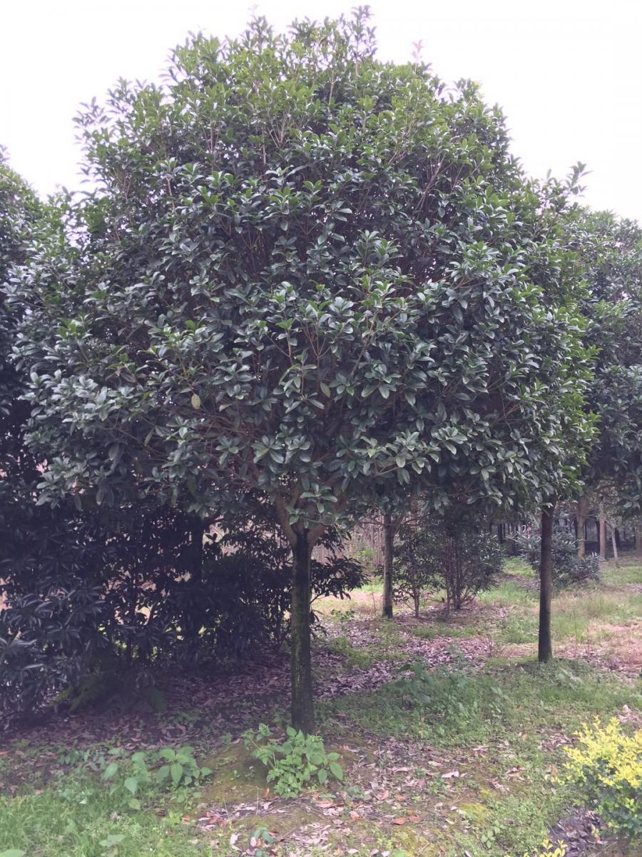 陕西高杆桂花批发基地-陕西桂花价格-陕西桂花基地