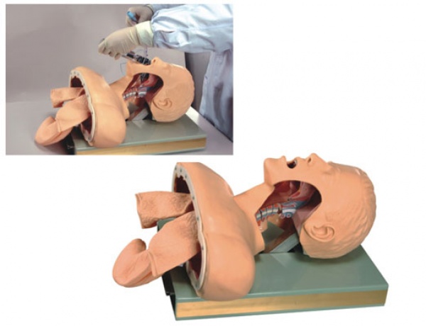 康谊牌KAY-J50高级气管插管训练模型（带报警）