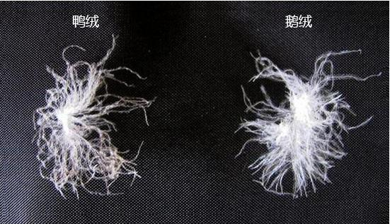 如何鉴别白鹅绒羽绒被的质量之二