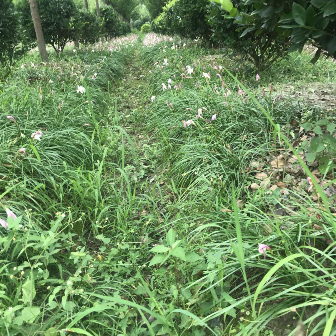 红花葱兰基地-白花葱兰小苗出售-葱兰种植基地