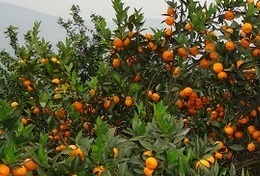 南宁柑橘苗木出售&amp;南宁哪里有柑橘苗木卖呢&amp;南宁供应大量柑橘苗木