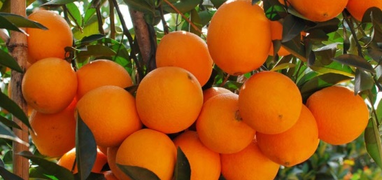 武宣哪里有无核蜜橙营养杯苗出售