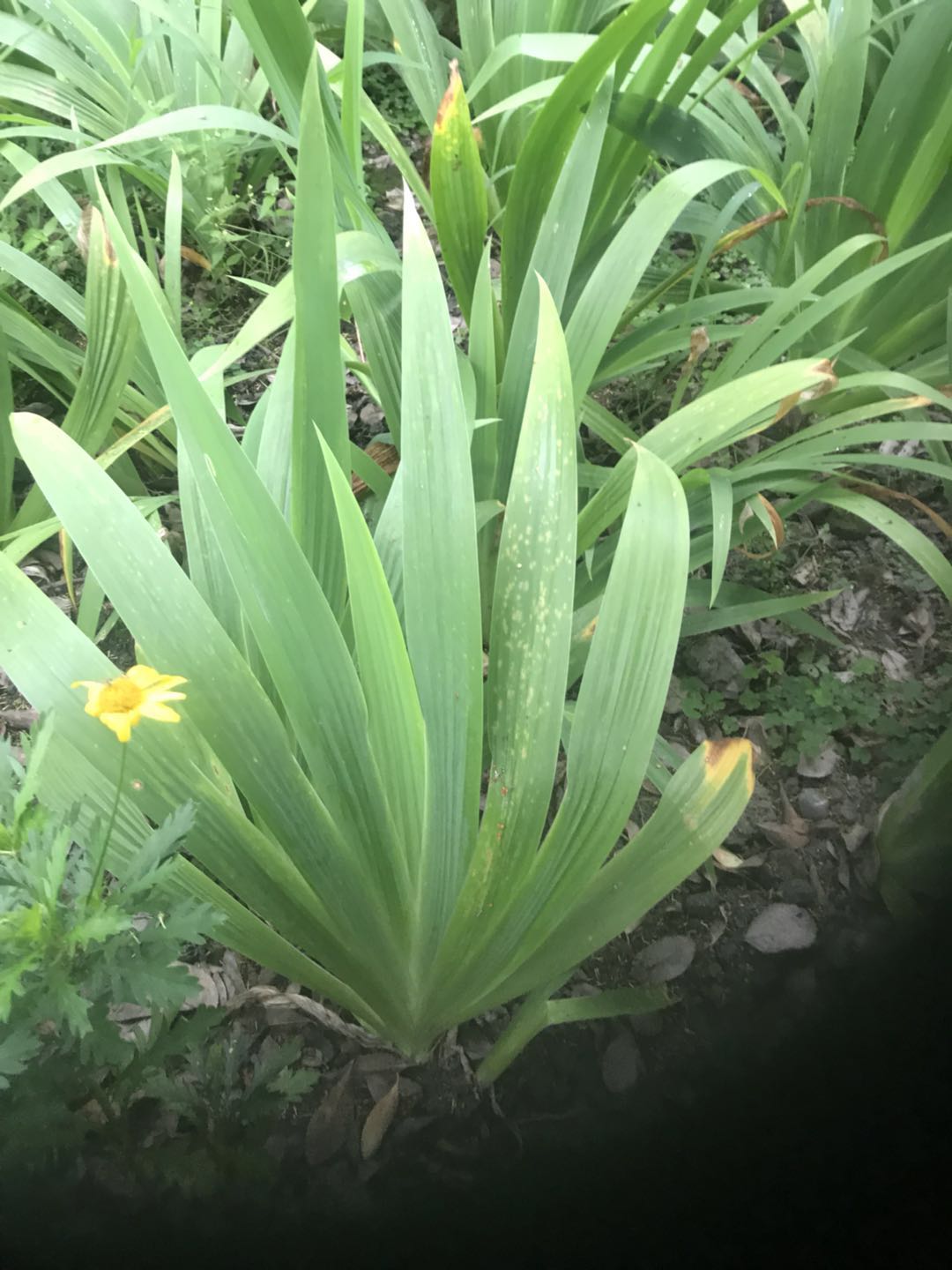 扁竹叶批发基地-出售扁竹叶-扁竹叶基地-批发扁竹叶