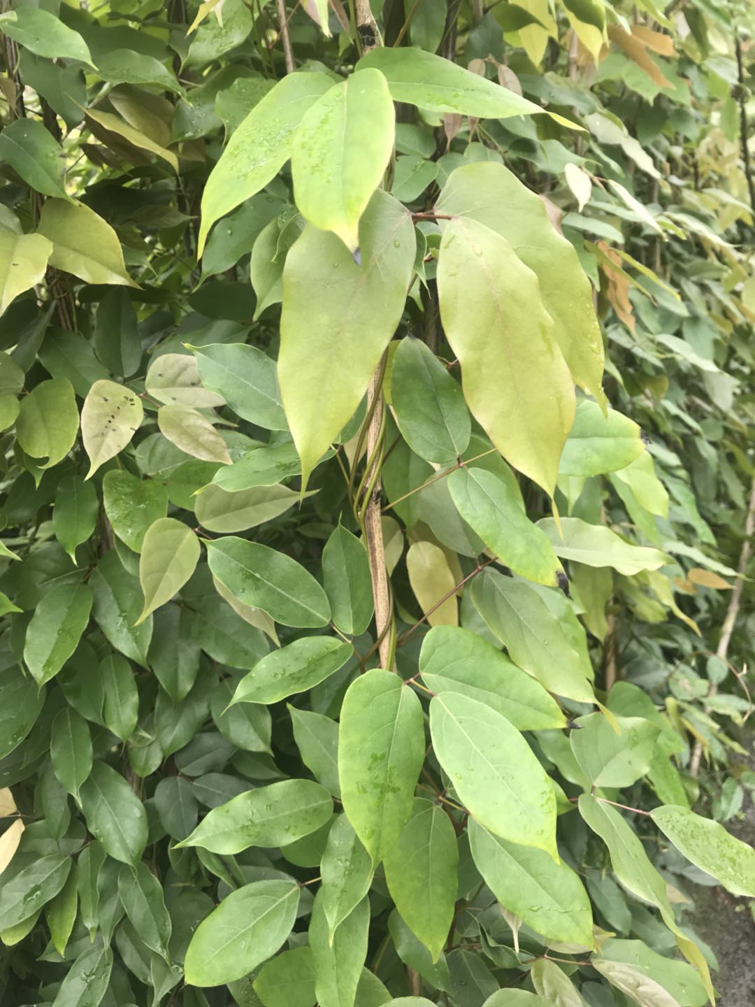 油麻藤皮批发基地-遵义油麻藤出售-大量油麻藤批发