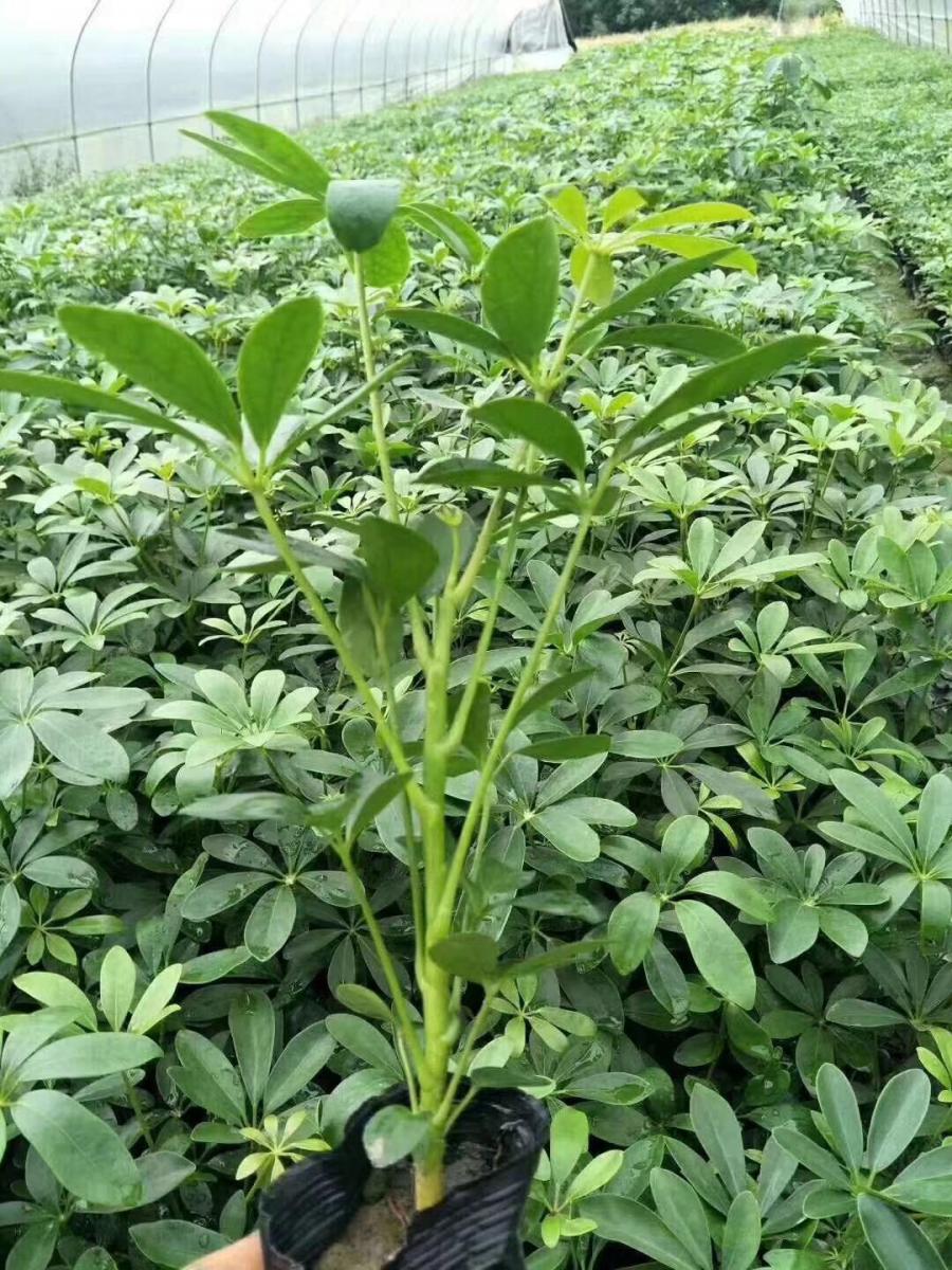 鸭脚木批发基地-鸭脚木工程苗-批发鸭脚木-鸭脚木价格