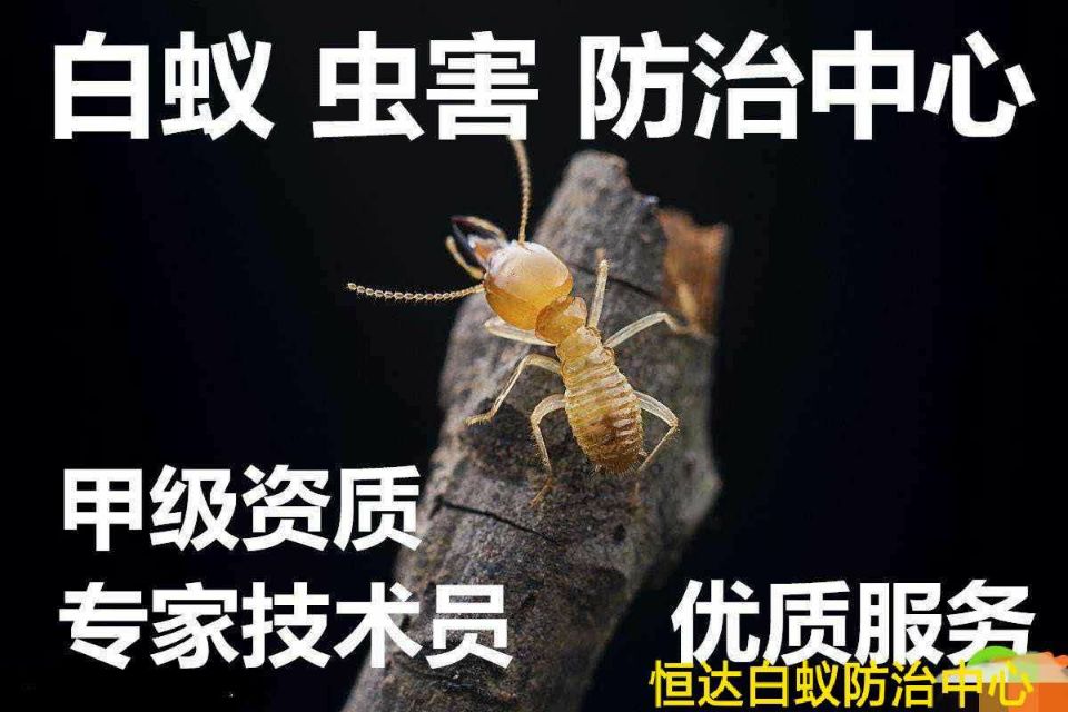 东莞企业家庭 白蚁防治 灭臭虫 灭鼠、灭蟑螂