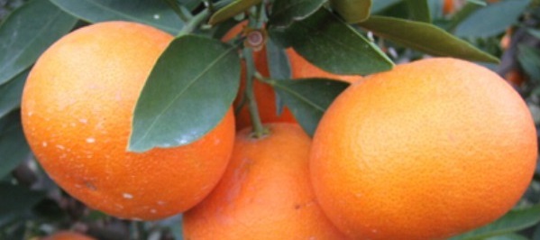 梧州哪家基地有软枝香橙头沃柑苗卖的